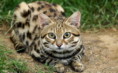 Black-footed cat (Felis nigripes) | DinoAnimals.com