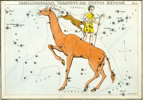 Camelopardalis constellation - Stock Image - V700/0173 - Science Photo ...