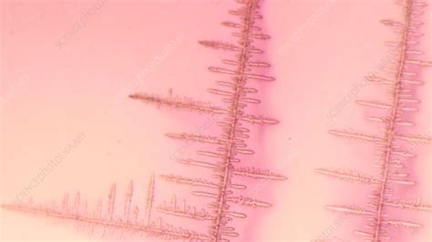 Ammonium chloride crystals forming, time-lapse footage - Stock Video Clip - K006/6914 - Science ...