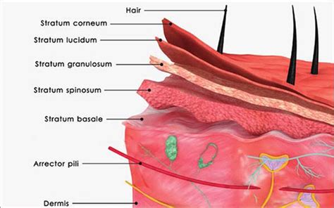 SKIN, HAIR, AND NAILS - Anatomy 101: From Muscles and Bones to Organs ...