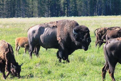 Buffalo, Yellowstone National Park | Majestic animals, National parks, Draw on photos