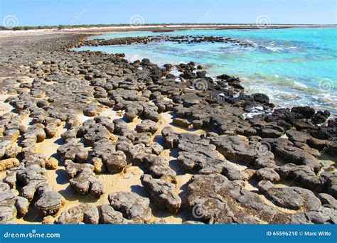 Stromatolites At Shark Bay Western Australia Stock Photography | CartoonDealer.com #47650172