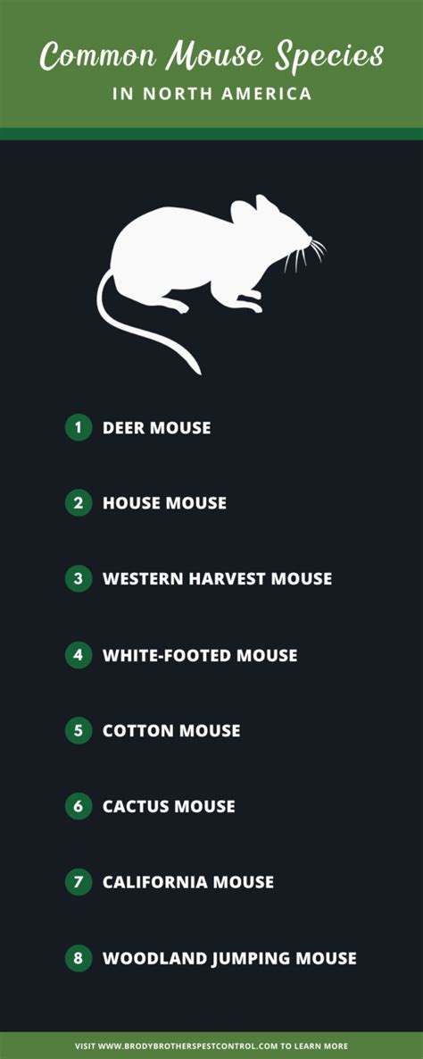 8 Common Mouse Species in the U.S. and Their Unique Traits 🐭