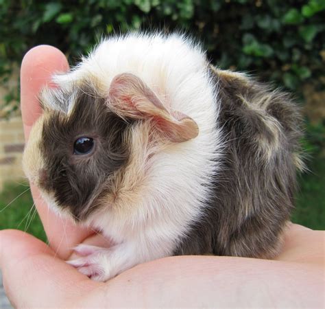 Pin on Guinea Pig Babies