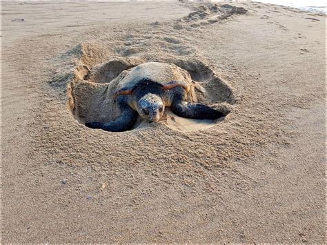 Loggerhead turtles sighted nesting on North Coast beaches | Krugersdorp News