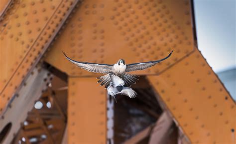 Making Sense of the Peregrine Falcon’s Variable Migration Patterns ...