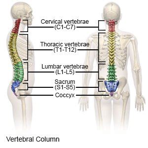 Coccyx Injury - What You Need to Know