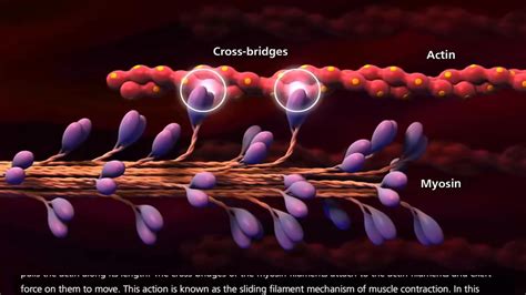 sliding filament theory animation, Muscle | CK-12 Foundation ...