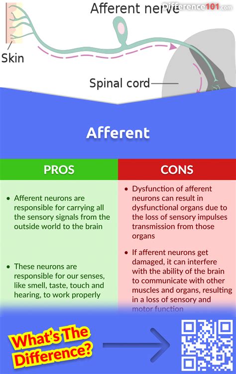 Afferent vs. Efferent: 6 Key Differences, Pros & Cons, Similarities ...