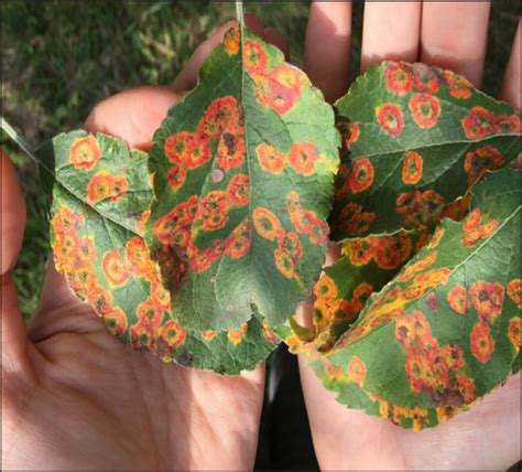 Apple Disease Update: Tight Cluster and Pink Bud | NC State Extension