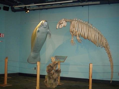 Manatee Skeleton and Replica by Valzed on DeviantArt