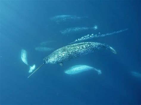 The most significant and unique creature: THE Narwhal