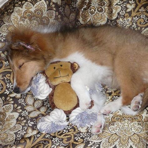 Sheltie puppy sleeping | Sheltie puppy, Cute dogs, Sheltie dogs