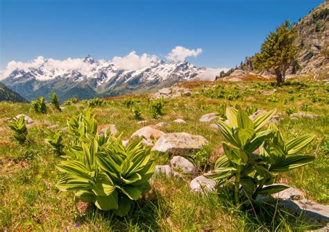 Prado E Plantas Alpinos Altos Foto de Stock - Imagem de flora, montanha ...