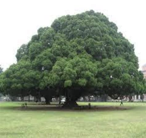 Sycamore (Odaa) - Oromo national Symbol — Gadaa Renaissance