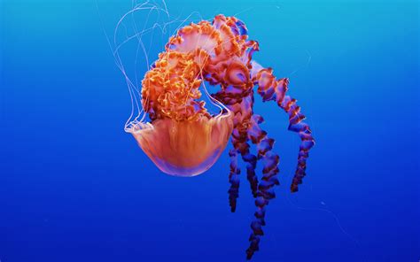 Jellyfish in Monterey Bay Aquarium 4K Wallpapers | HD Wallpapers | ID ...