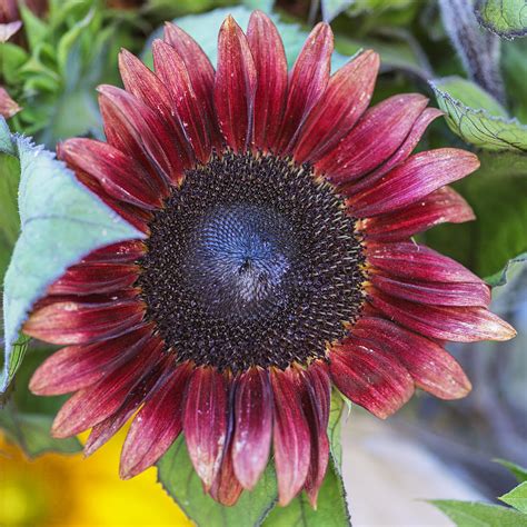 Beautiful Red Sunflower Photograph by Vishwanath Bhat - Fine Art America