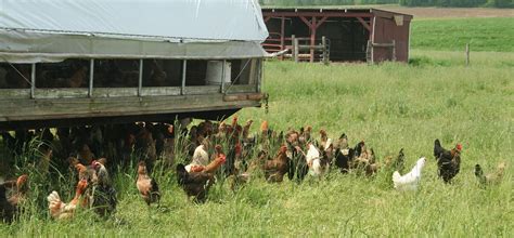 Why Pasture Raised Chicken? Pasture Makes Perfect! - Dutch Meadows Farm