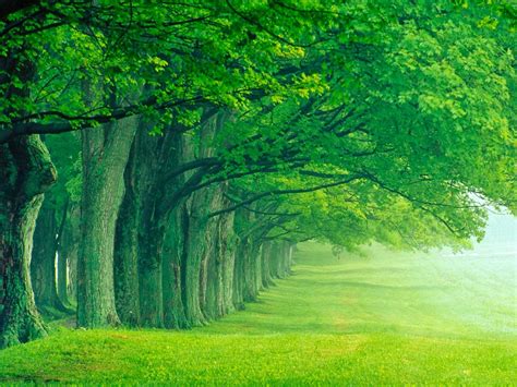 PEACE OF MIND: BEAUTIFUL NATURE WALLPAPERS: Green Green Trees