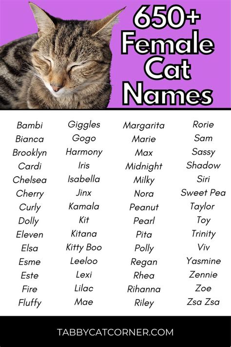 650+ Female Cat Names in 2023 | Female cat names unique, Cute cat names ...