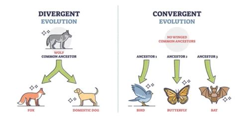 Convergent and Divergent Evolution: Definition, Examples, and Differences