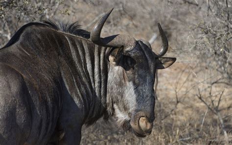 https://flic.kr/p/RZGPE9 | A Wildebeest Portrait | Blue Wildebeest Antelope. Olifants, Kruger ...