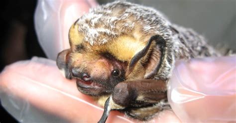 Hoary Bat Animal Facts | Lasiurus cinereus - Wiki Point