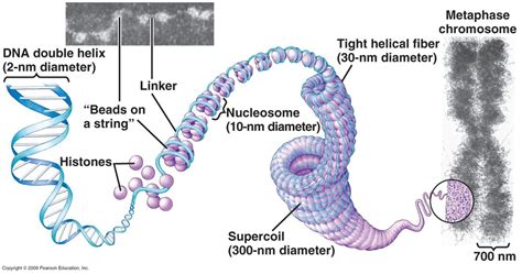 1.6 Cell division - BIOLOGY4IBDP