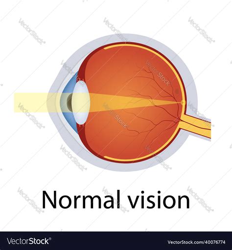 Normal eye vision human eye optical Royalty Free Vector