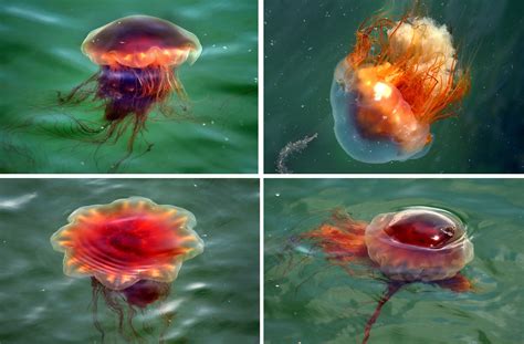 Giant stinging jellyfish are appearing in greater numbers on Mass ...