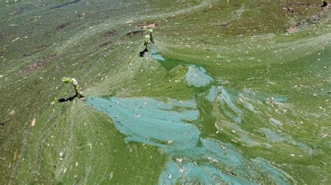 Harmful Algal Blooms (EH) | Nevada Public Health