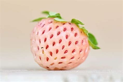 Pineberry Seeds for Sale – Strawberry Plants