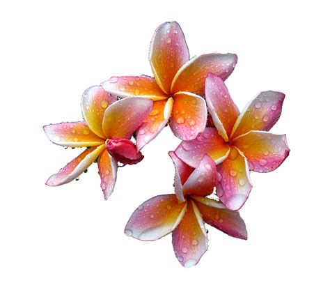 Frangipani PNG Clipart | PNG All