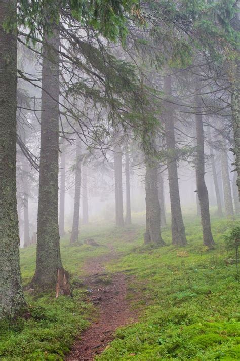 Hiking Trail through the Misty Pine Forest Stock Image - Image of mist, slope: 79301507