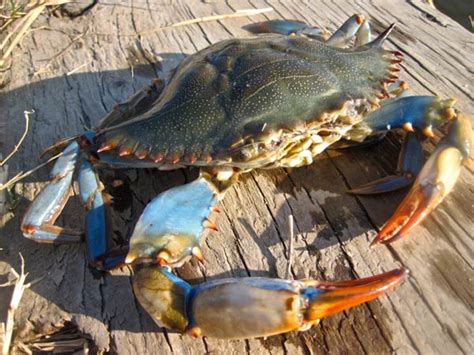 Don't Miss the Blue Claw Crab Festival! - LIB Magazine