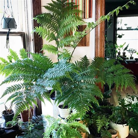 cyathea cooperi ~ Australian tree fern | Australian tree fern, Indoor plants, Tree fern