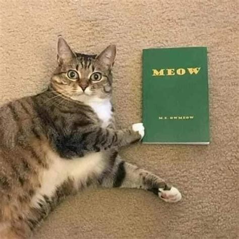 Cat Memes Only — ‘Cause reading is what?