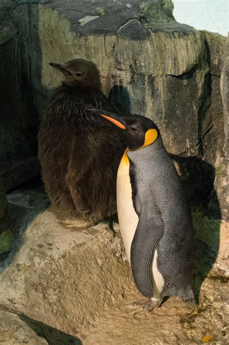 Photos: All Hail NYC's First King Penguin Baby - Gothamist