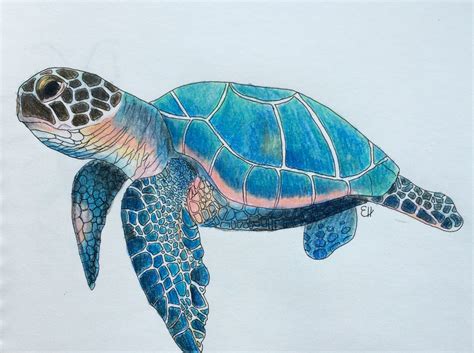 Sea Turtle Drawing Color at GetDrawings | Free download