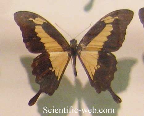 Papilionidae