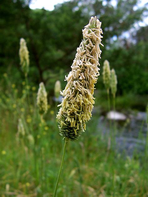 Poaceae - Consejos para mi huerto