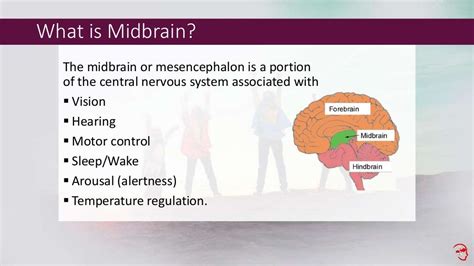 Midbrain activation