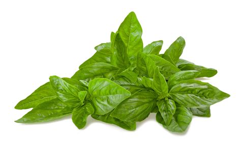 Basil, Genovese – Hometown Seeds