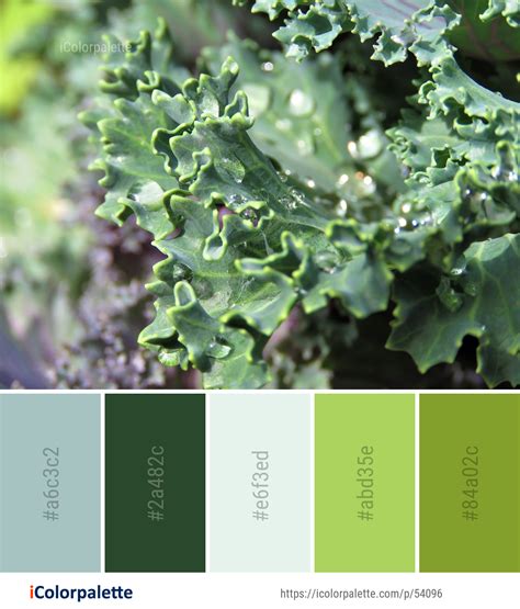 7 Kale Color Palette ideas in 2024 | iColorpalette