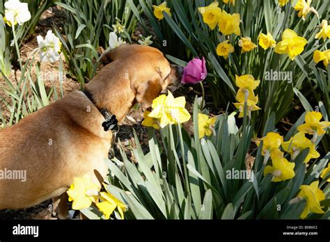 Dog smelling flowers Stock Photo - Alamy