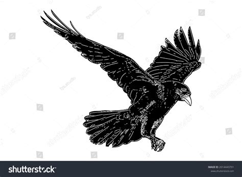 Vector Drawing Illustration Black Raven Bird Stock Vector (Royalty Free ...