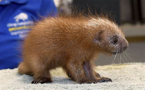 Baby porcupine. Cute, fluffy, adorably ugly. : aww