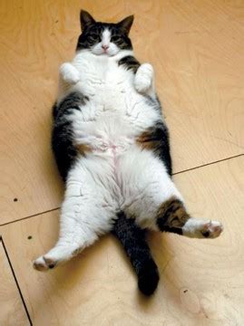 19 Overweight Animals That Should Probably Go on a Diet