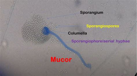 Atlas of Fungi: Introduction, List of fungi with Structures and Related ...