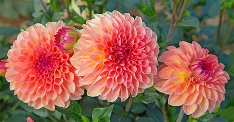 Dahlia flower types — Homebnc